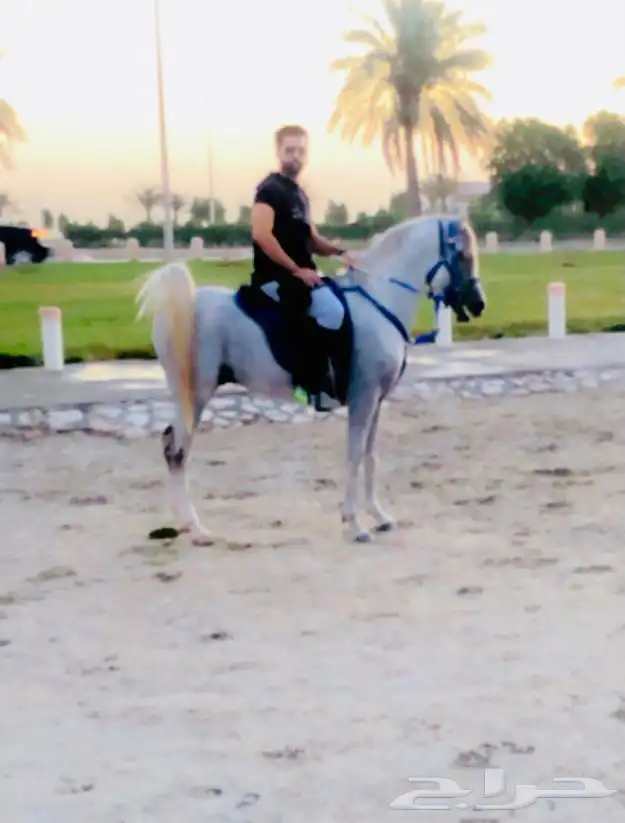 تاجير سيسي خيل للحفلات والمناسبات في الشرقية 4