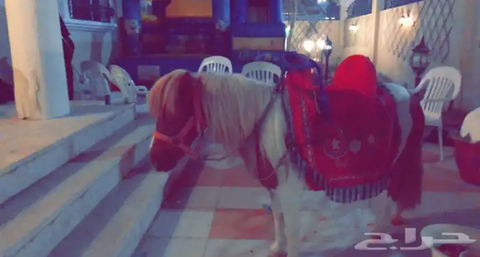 تاجير سيسي خيل للحفلات والمناسبات في الشرقية 7