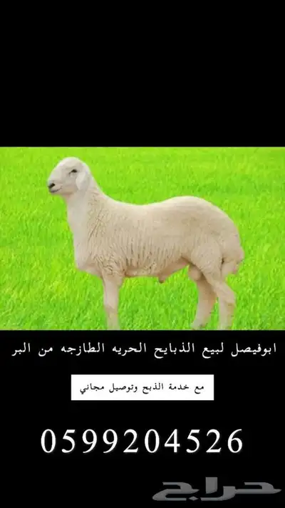 ذبايح حريه من البر مع الذبح والتوصيل 1