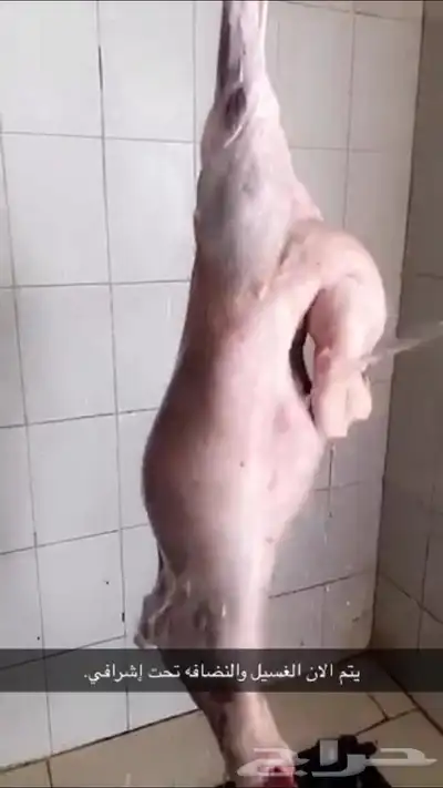 ذبايح حريه من البر مع الذبح والتوصيل 4