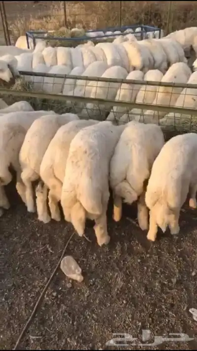 ذبايح حريه من البر مع الذبح والتوصيل 6