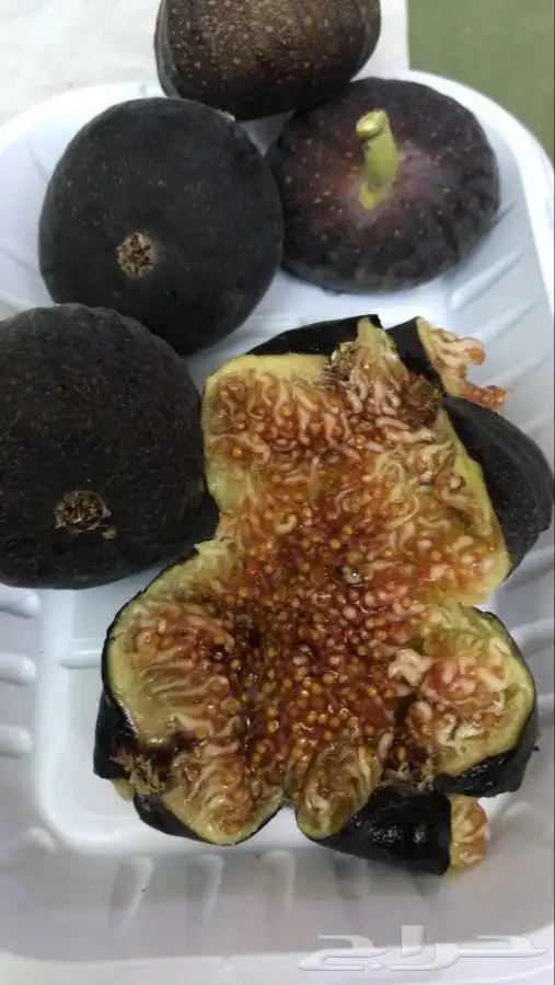 شتلات شيكو منتجه 8