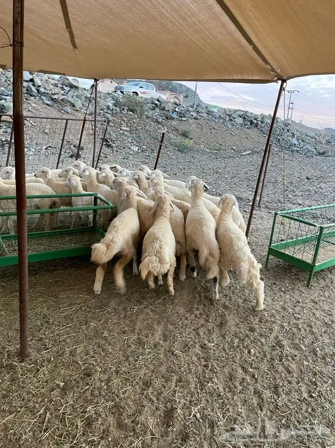 طليان و رخال ذبايح مع السلخ والتوصيل داخل مكه 5