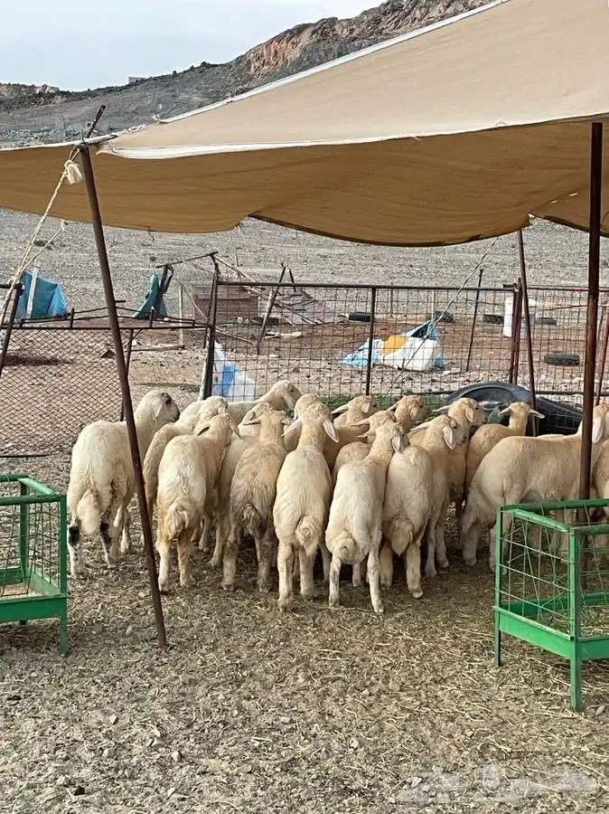 طليان و رخال ذبايح مع السلخ والتوصيل داخل مكه 3