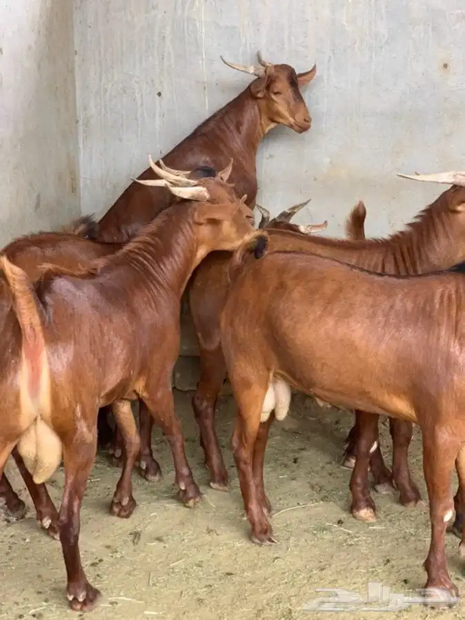 ذبايح ابو عزام خرفان وتيوس 9