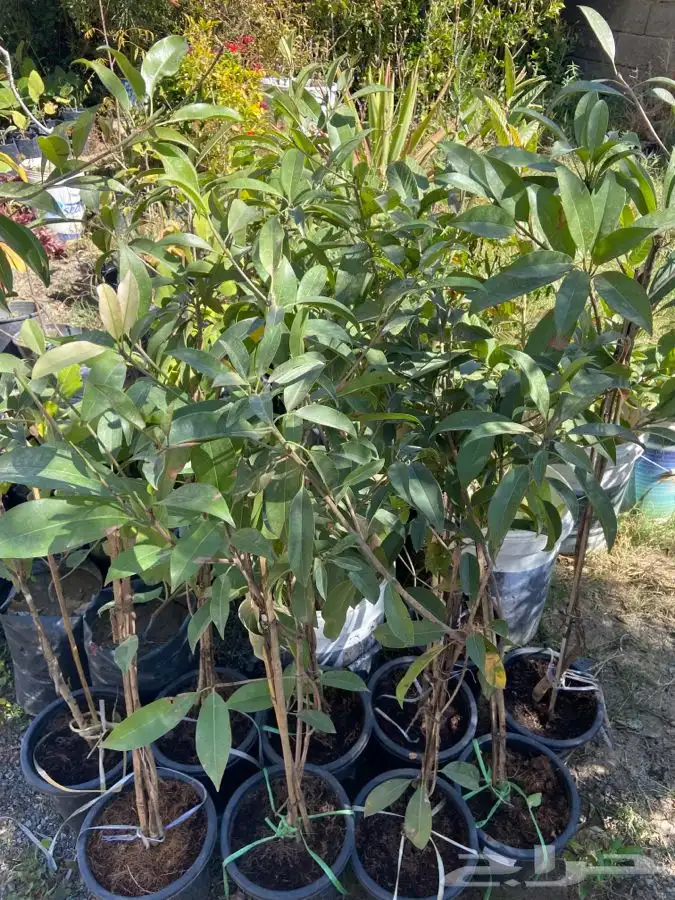 شتلات شيكو منتجه 1