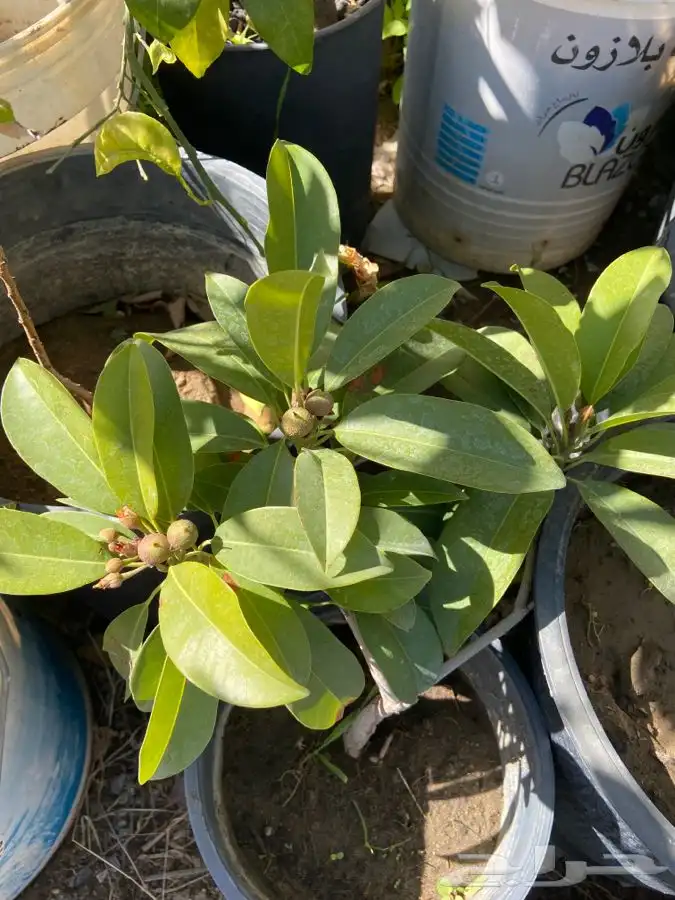 شتلات شيكو منتجه 0