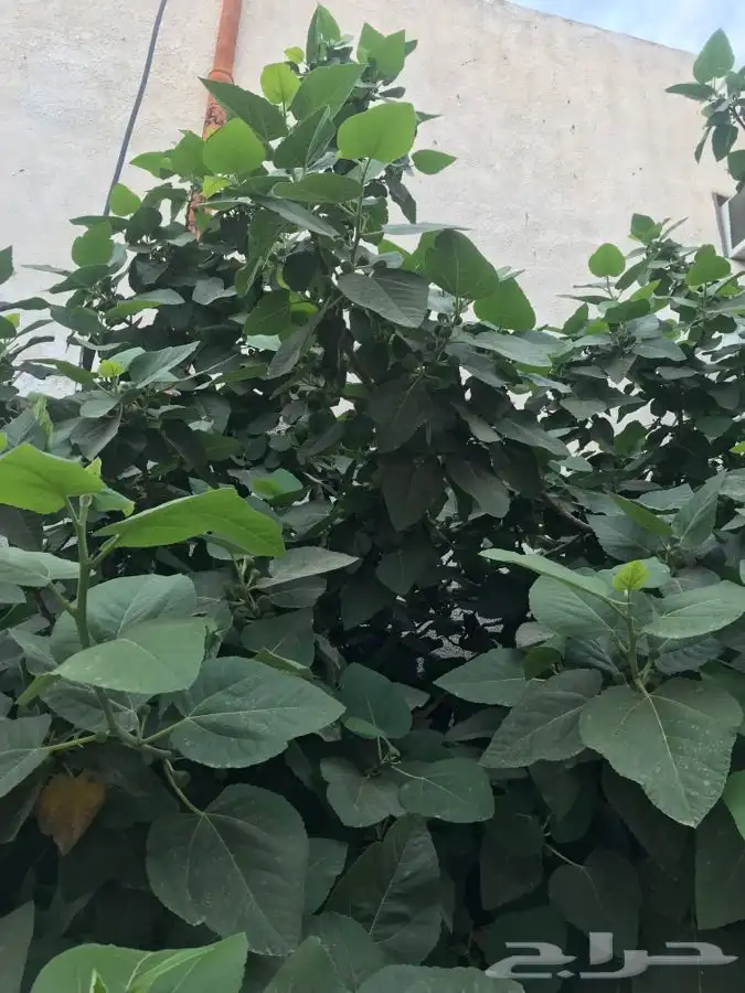 شتلات شيكو منتجه 9