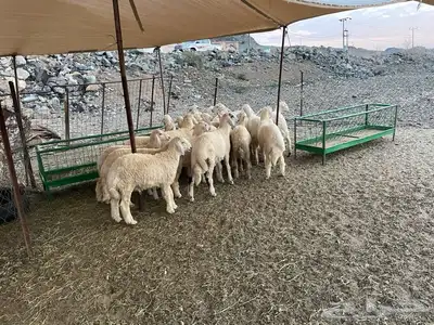 طليان و رخال ذبايح مع السلخ والتوصيل داخل مكه 6