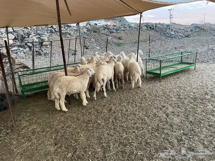 طليان و رخال ذبايح مع السلخ والتوصيل داخل مكه 6