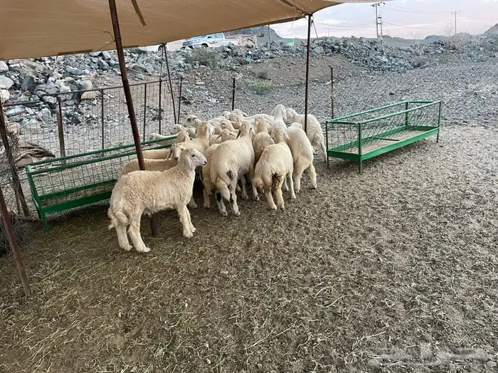 طليان و رخال ذبايح مع السلخ والتوصيل داخل مكه 7