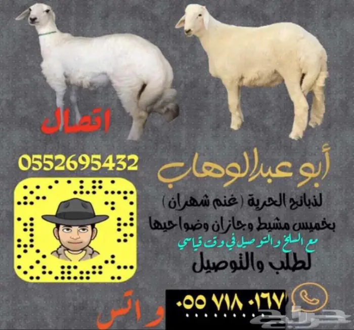 ذبايح بهم خرفان ورخال حريه من غنم شهران مع السلخ والتوصيل 23