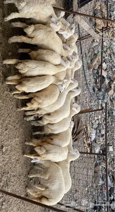 طليان ورخال درجه اولى ذبايح وتقييم الزباين موجود 3
