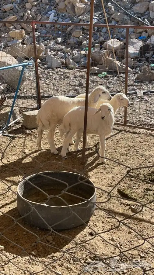 ذبايح تيوس ورخال درجة اولى والتقييم موجود 8