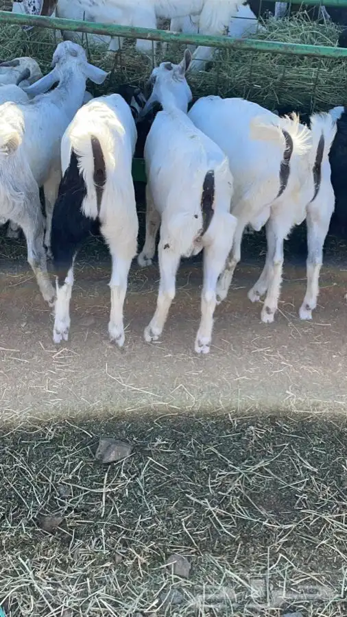 ذبايح تيوس ورخال درجة اولى والتقييم موجود 7