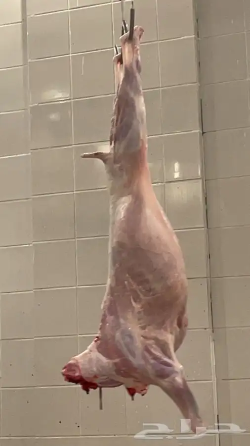 ذبايح تيوس ورخال درجة اولى والتقييم موجود 6