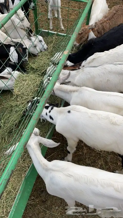 ذبايح تيوس ورخال درجة اولى والتقييم موجود 0