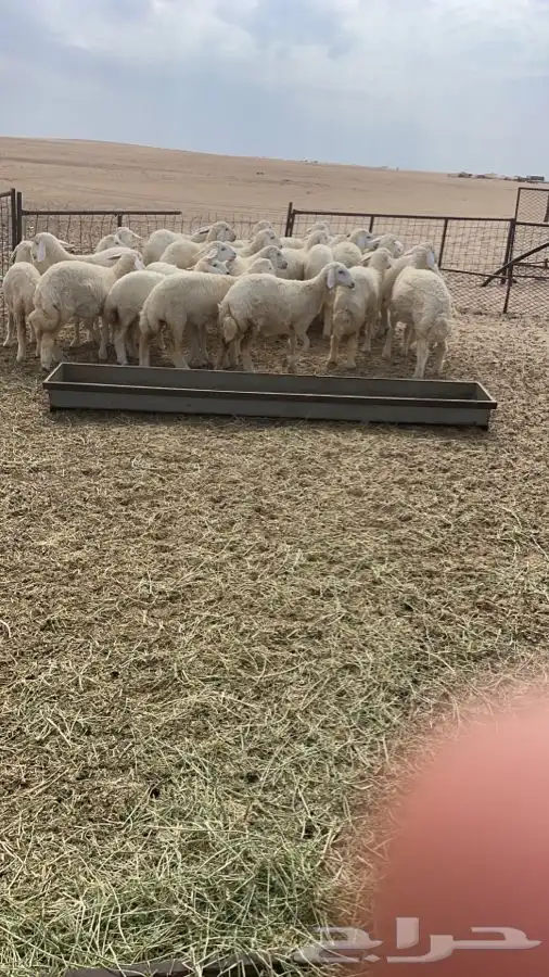 ذبايح تيوس ورخال درجة اولى والتقييم موجود 2