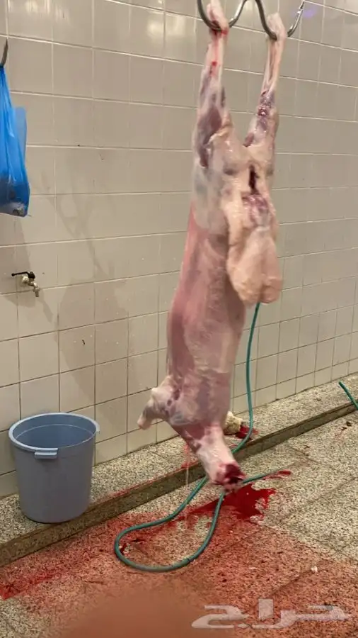 ذبايح تيوس ورخال درجة اولى والتقييم موجود 5