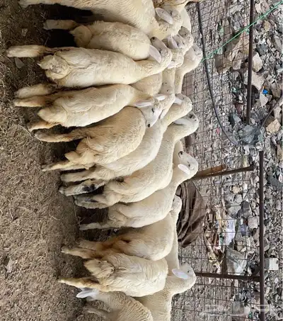 طليان ورخال درجه اولى ذبايح وتقييم الزباين موجود 0
