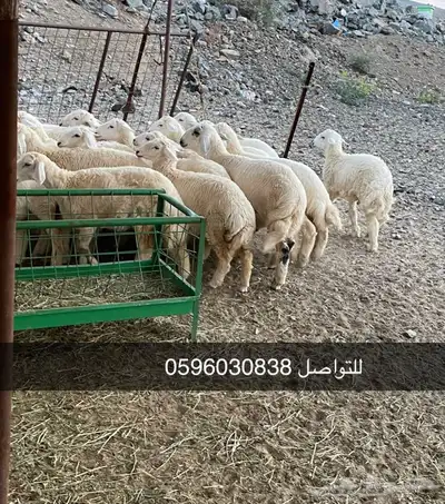طليان ورخال درجه اولى ذبايح وتقييم الزباين موجود 2