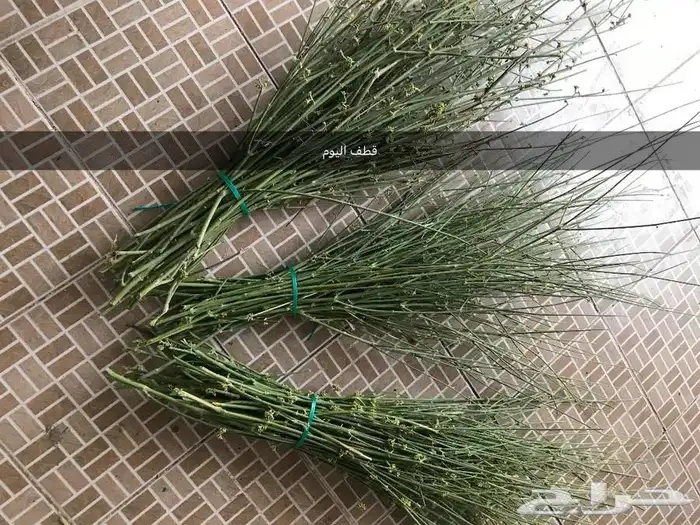 حزم مرخ للمندي والحنيذ 0