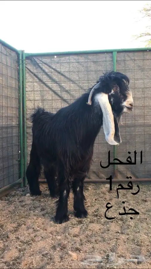 عروض عوارض رقم 3 حلال ابو حمدان الحبابي 1
