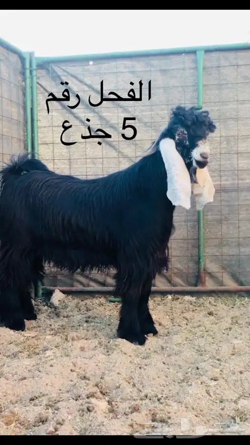 عروض عوارض رقم 3 حلال ابو حمدان الحبابي 9
