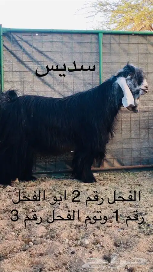 عروض عوارض رقم 3 حلال ابو حمدان الحبابي 2