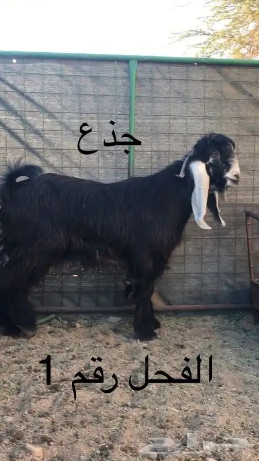 عروض عوارض رقم 3 حلال ابو حمدان الحبابي 0