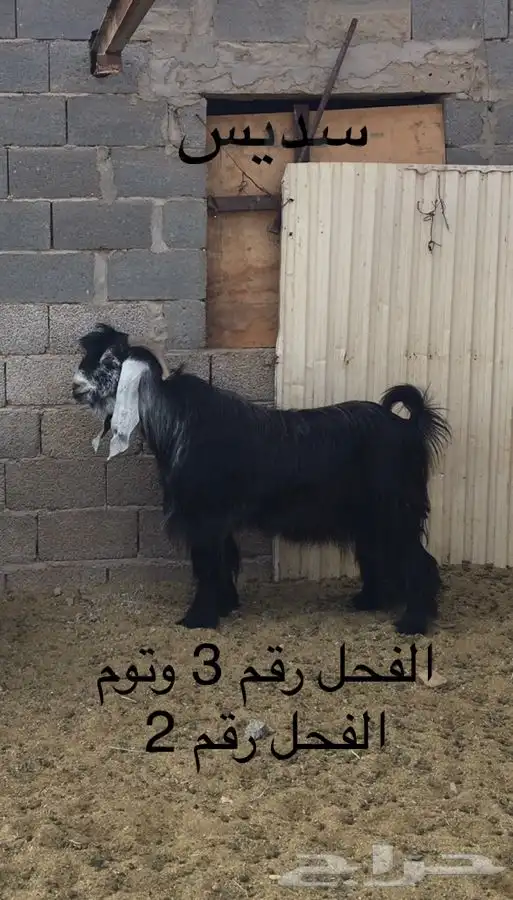 عروض عوارض رقم 3 حلال ابو حمدان الحبابي 5