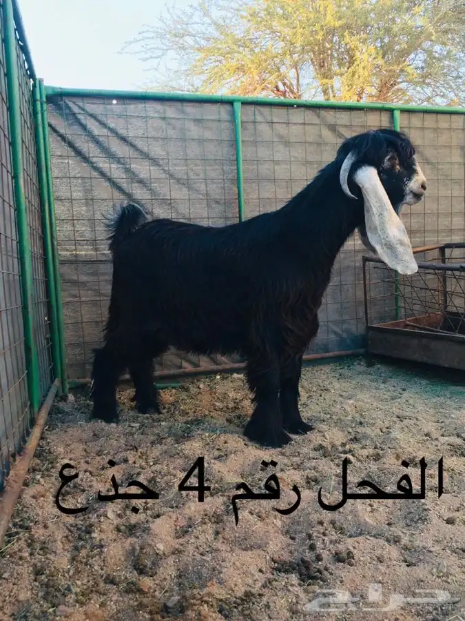 عروض عوارض رقم 3 حلال ابو حمدان الحبابي 6