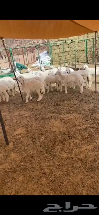 ذبائح الطائف وضواحيها بريه وسعرها مناسب بالنسبه للسوق 0