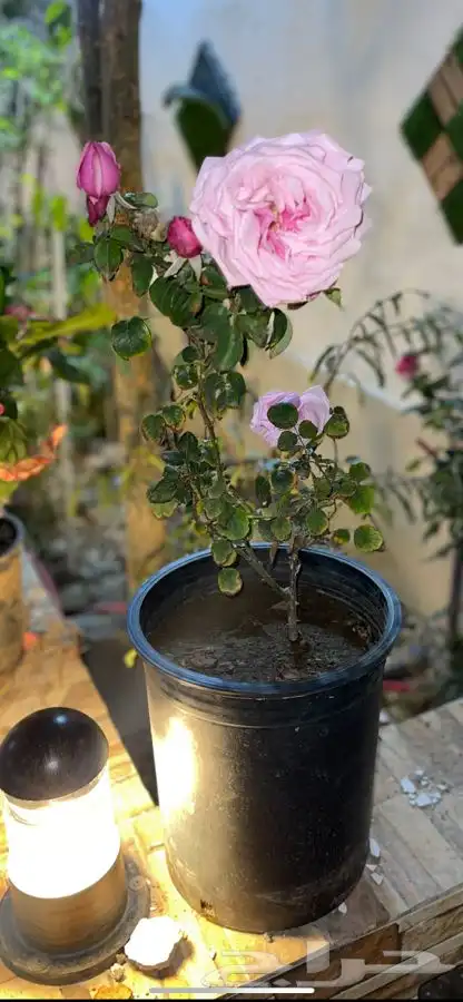 مشاتل التكامل لجميع انواع الاشجار و الشتلات 0533351329 11