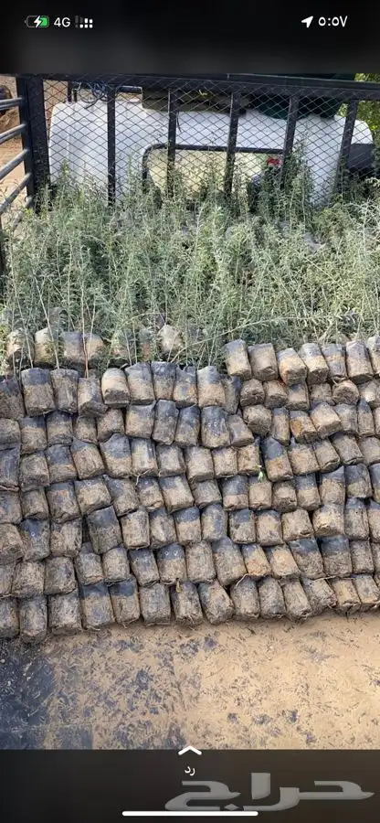 مشاتل التكامل لجميع الازهار والاشجار 0533351329 33