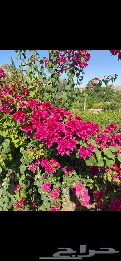 مشاتل التكامل لجميع انواع الاشجار و الشتلات 0533351329 34