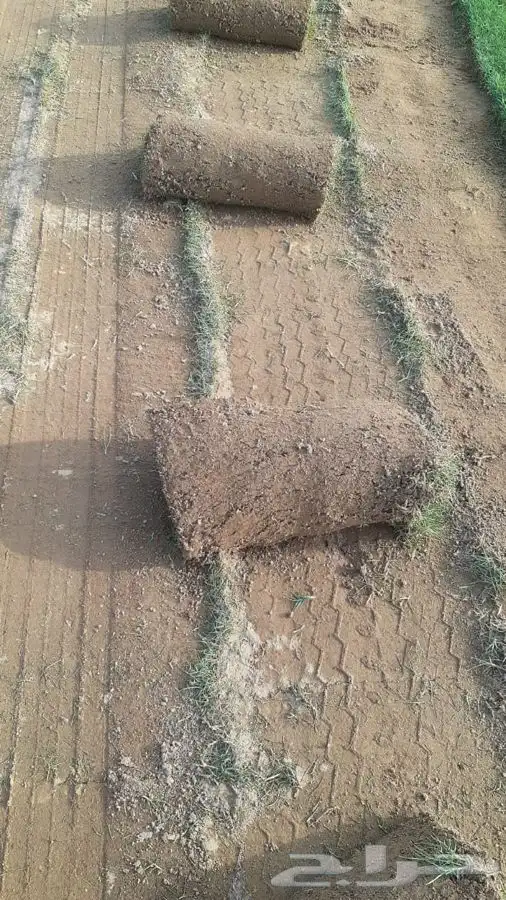 مشاتل التكامل لجميع الازهار والاشجار 0533351329 12