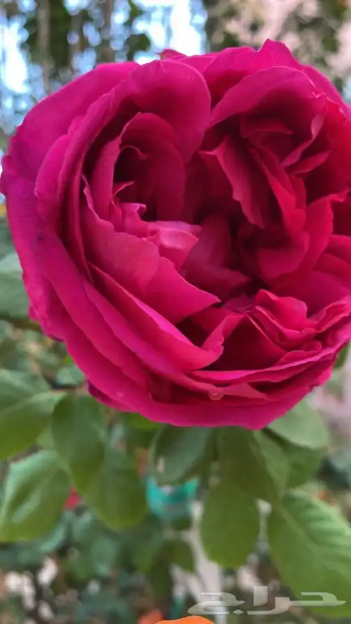 مشاتل التكامل لجميع الازهار والاشجار 0533351329 1