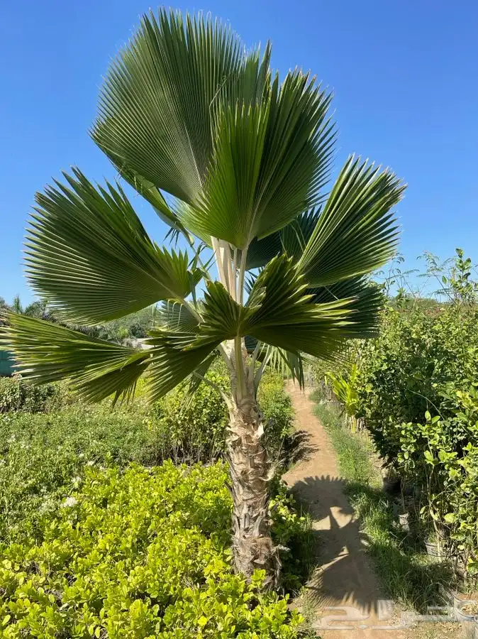 مشاتل التكامل لجميع الازهار والاشجار 0533351329 6