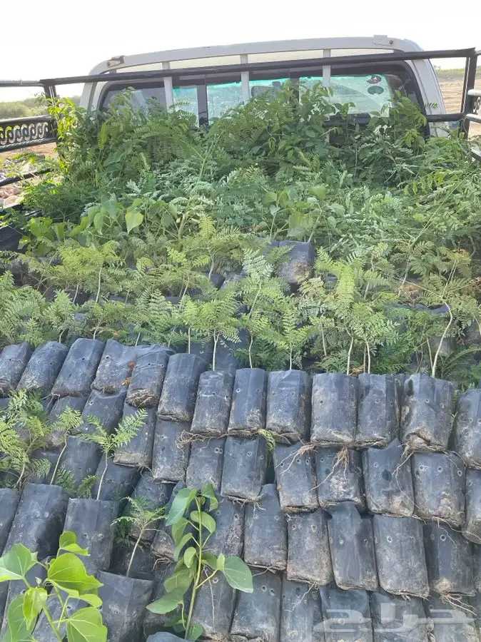 مشاتل التكامل لجميع الازهار والاشجار 0533351329 21