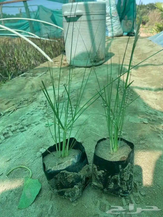 مشاتل التكامل لجميع الازهار والاشجار 0533351329 11