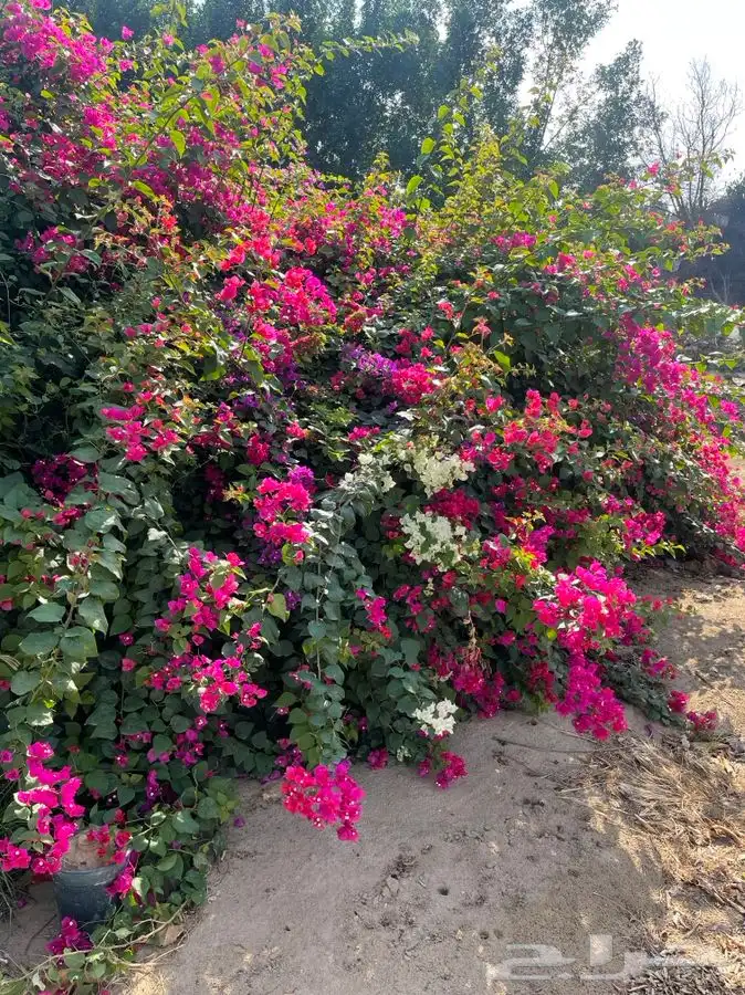 مشاتل التكامل لجميع الازهار والاشجار 0533351329 27