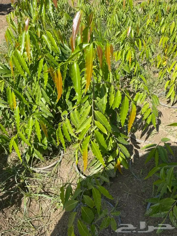 مشاتل التكامل لجميع الازهار والاشجار 0533351329 8