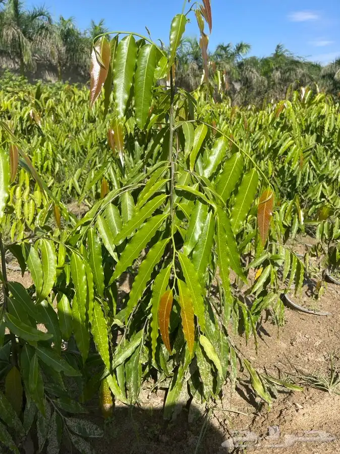 مشاتل التكامل لجميع الازهار والاشجار 0533351329 7