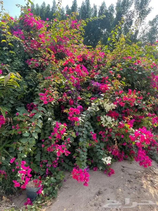 مشاتل التكامل لجميع الازهار والاشجار 0533351329 29