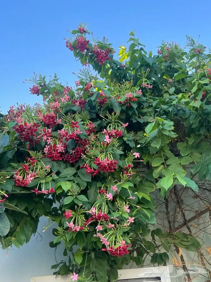 مشاتل التكامل لجميع الازهار والاشجار 0533351329 22