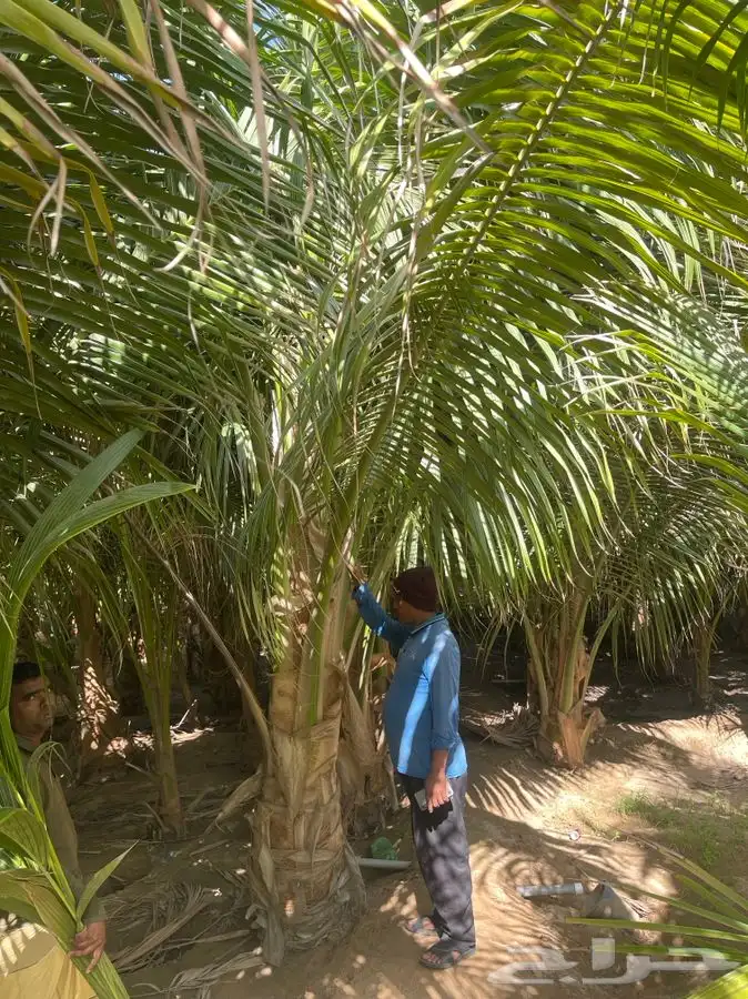 مشاتل التكامل لجميع انواع الاشجار و الشتلات 0533351329 2