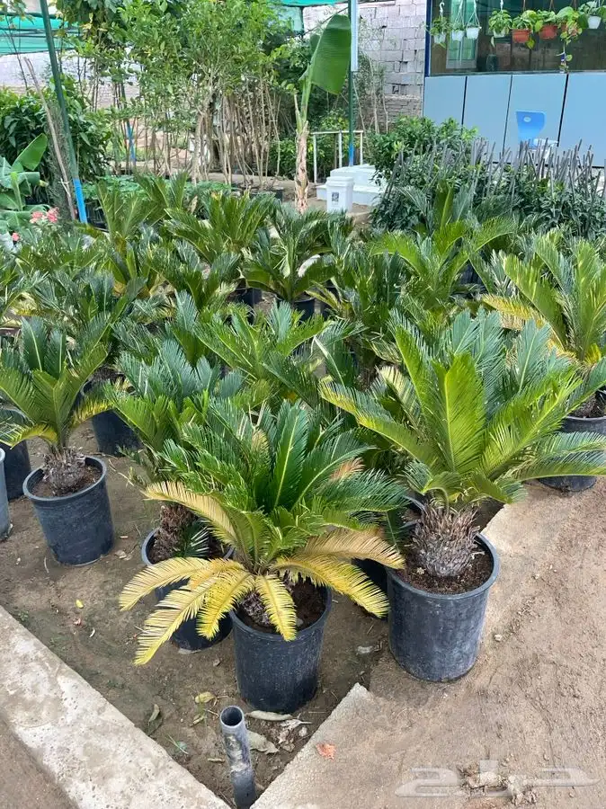 مشاتل التكامل لجميع الازهار والاشجار 0533351329 19