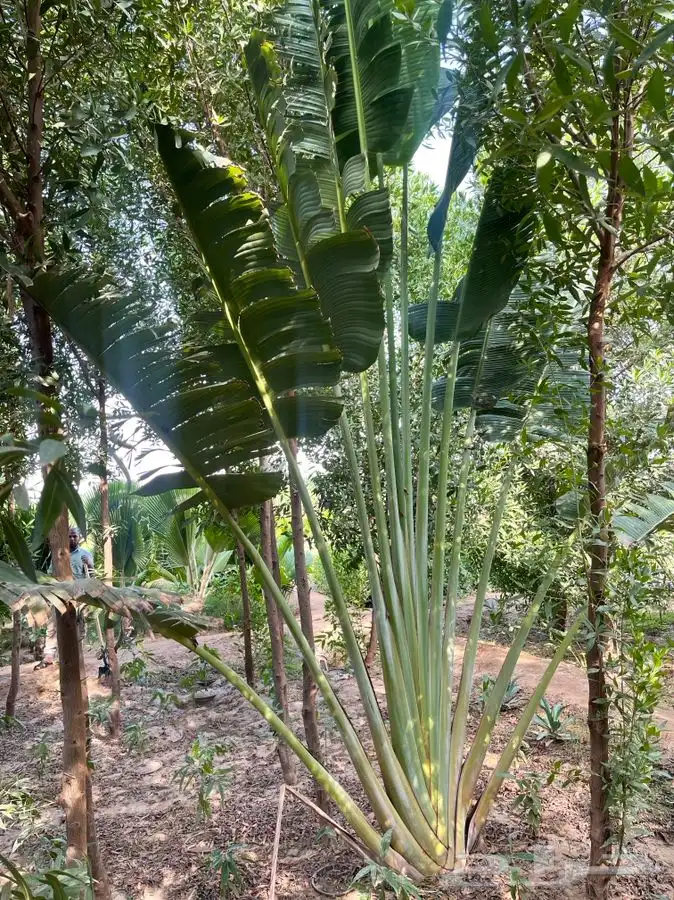 مشاتل التكامل لجميع الازهار والاشجار 0533351329 31