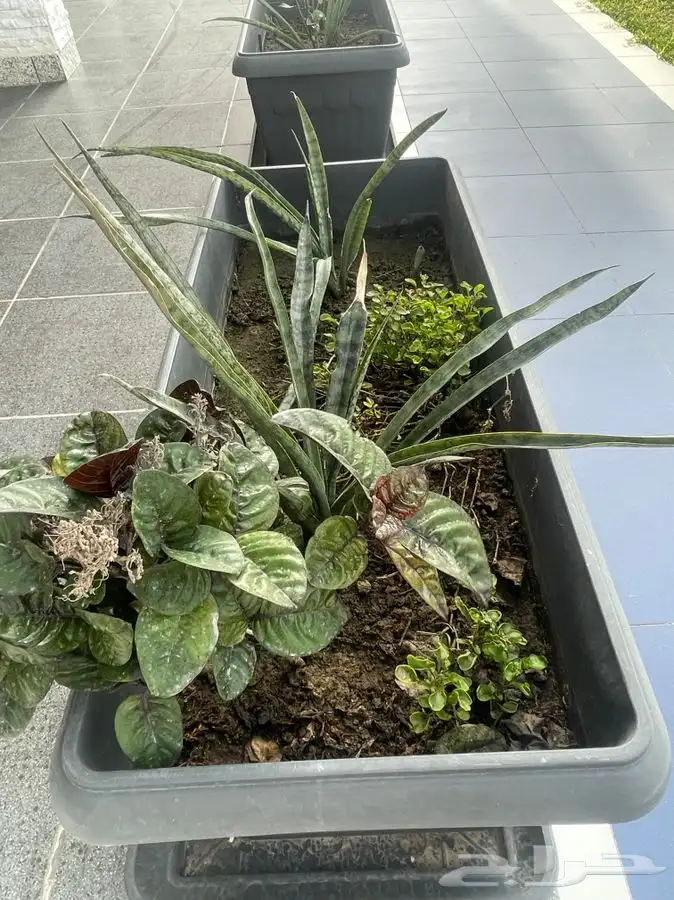 مشاتل التكامل لجميع انواع الاشجار و الشتلات 0533351329 26
